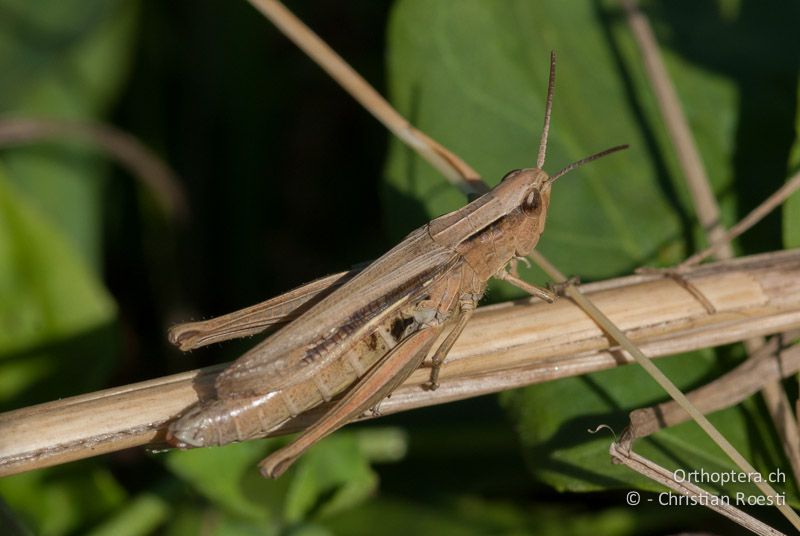 Chorthippus albomarginatus ♀ - CH, BE, Wasen, 06.09.2009