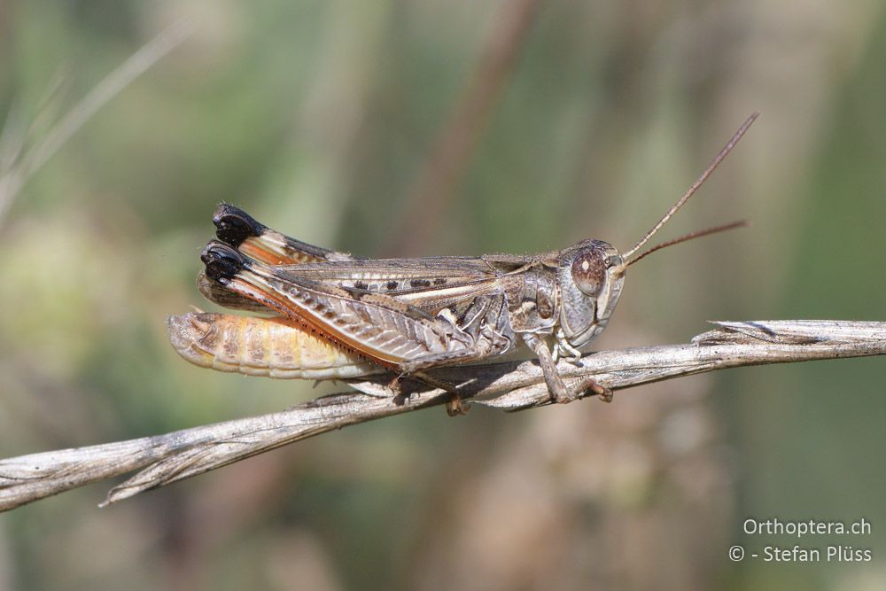 Dociostaurus brevicollis ♂- BG, Blagoewgrad, Ribnik an der Struma, 13.07.2018