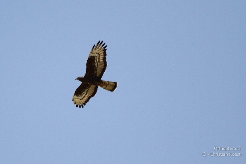 Wespenbussard (European Honey Buzzard, Pernis apivorus) auf dem Rückzug. Palästina, 10.05.2011