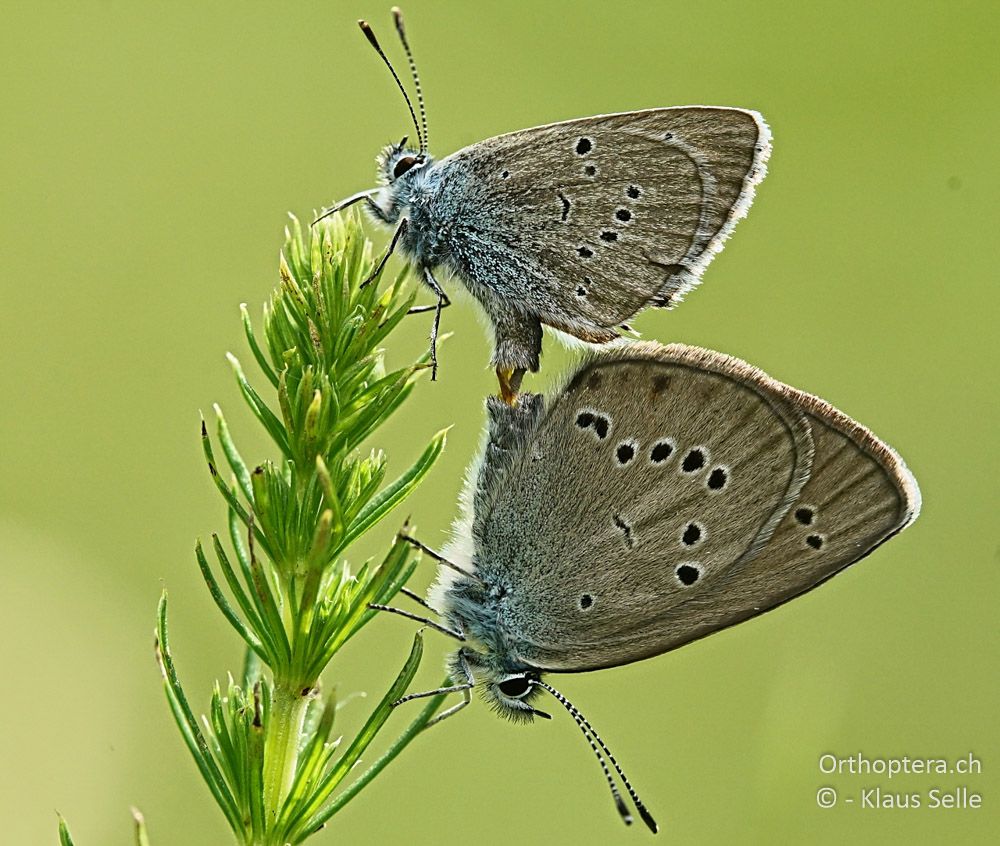 Rotklee-Bläuling (Polyommatus semiargus) - HR, Istrien, Račja Vas 25.06.2016