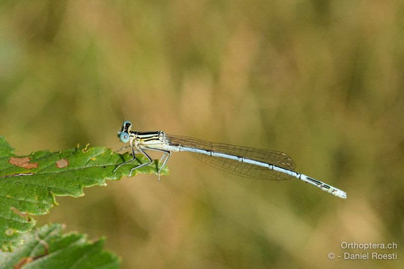 Blaue Federlibelle (Platycnemis pennipes) ♂ - HR, Istrien, Boljunsko Polje, 20.07.2015