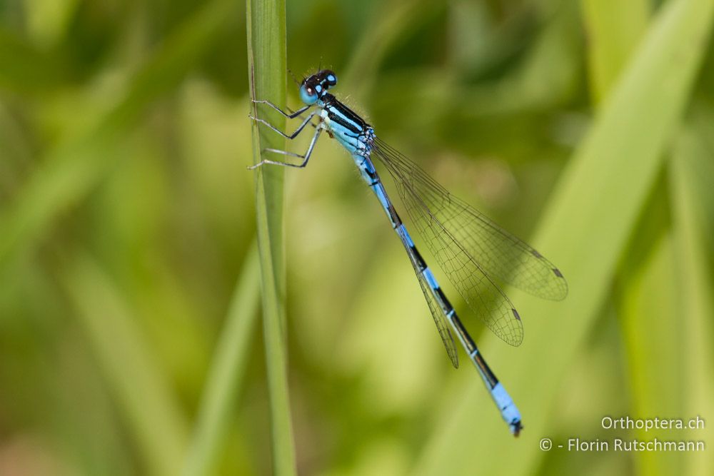 Gabel-Azurjungfer (Coenagrion scitulum) ♂ - HR, Istrien, Račja Vas, 10.06.2014