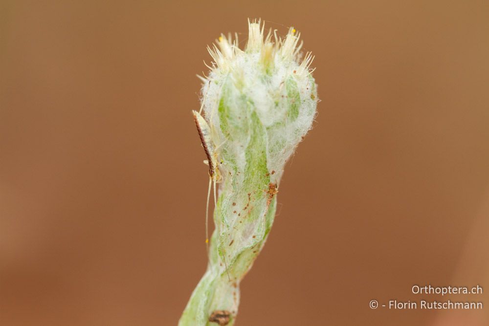 Larve des Weinhähnchens (Oecanthus pellucens) im 1. Stadium - HR, Istrien, Svetvinčenat, 15.06.2014