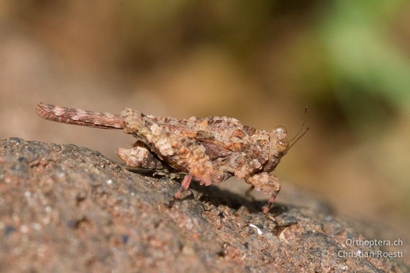 Dornschrecke (Tetrigidae) ♂ - SA, Limpopo, Mutale, Pafuri River Camp, 02.01.2015