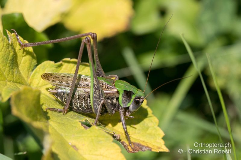 Decticus verrucivorus ♂ - CH, BE, Boltigen, 22.08.2015