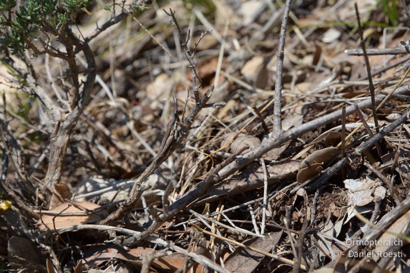 Gut getarnt in den dürren Zweigen, Pyrgomorhpha conica ♂ - FR, Col des Portes, 06.07.2014