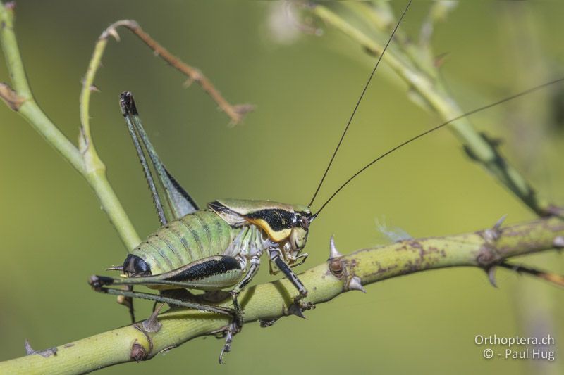 Eupholidoptera smyrnensis ♂ - GR, Zentralmakedonien, Mt. Hortiatis, 04.07.2017