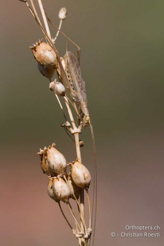 Oecanthus pellucens ♂ - CH, VS, Pfynwald, 11.08.2013