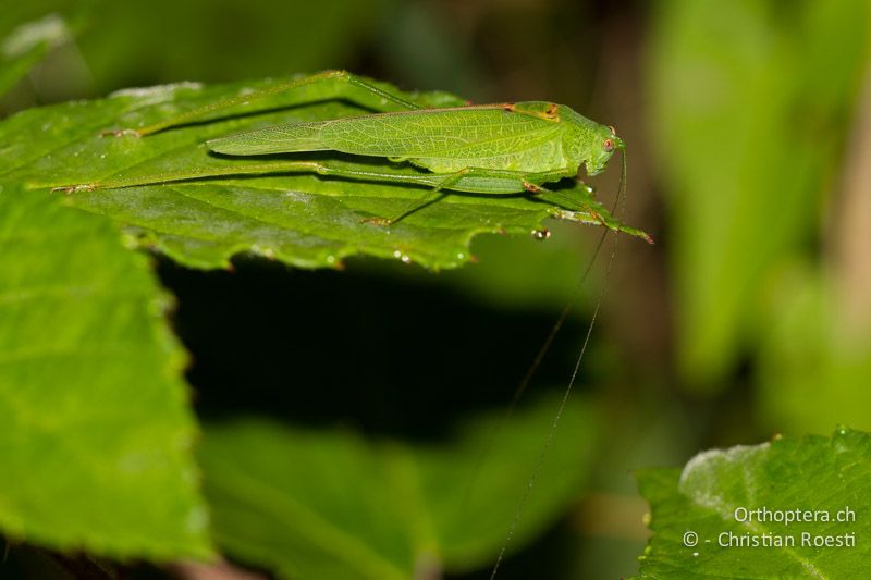 Phaneroptera nana ♂. In entspannter Lage sinken die Fühler oft nach unten - CH, TI, Ponte Tresa, 01.09.2013