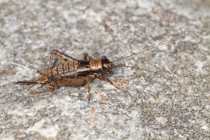 Nemobius sylvestris ♀ - CH, TI, Mugena, 18.09.2013