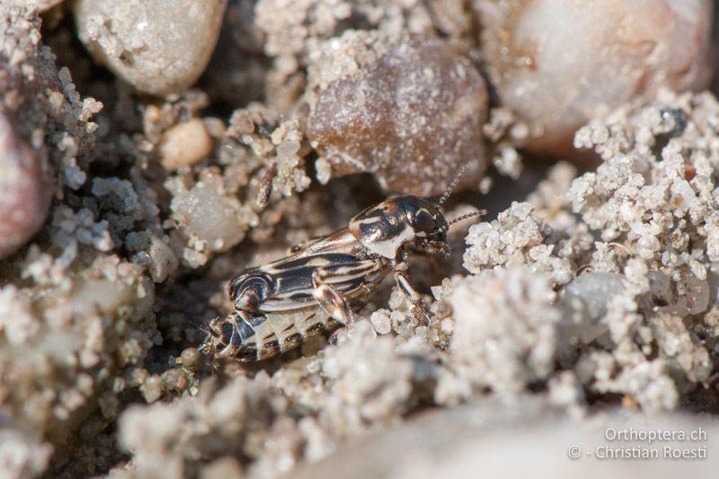 Xya variegata ♀ - AT, Burgenland, Apetlon, Rosaliakapelle, 30.06.2010