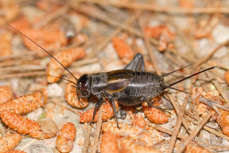 Melanogryllus desertus ♀ - GR, Thrakien, Dadia, 12.05.2013