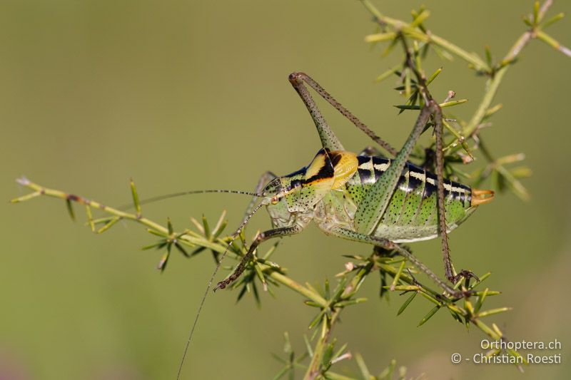 Poecilimon ornatus ♂ - HR, Istien, Petehi, 04.06.2014