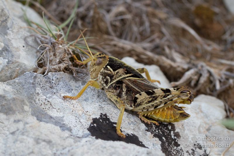 Prionotropis hystrix hystrix ♂ - HR, Istrien, Brovinje, 12.06.2014