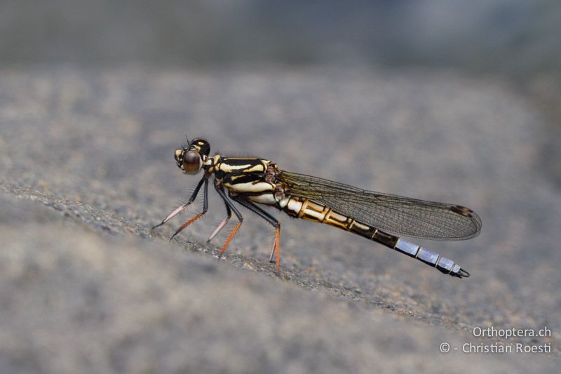 Platycypha fitzsimonsi, Fitzsimon's Jewel - SA, Mpumalanga, Dullstroom, Field & Stream Lodge, 13.01.2015