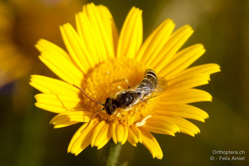 Halictus patellatus ♂ - HR, Istrien, Mala Učka, 20.07.2015