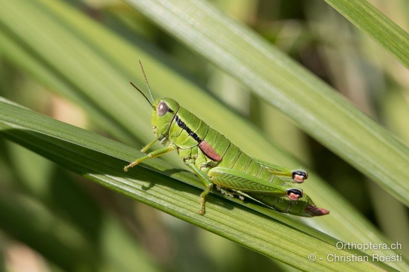 Odontopodisma fallax ♀ - HR, Istrien, Brest, 25.07.2015