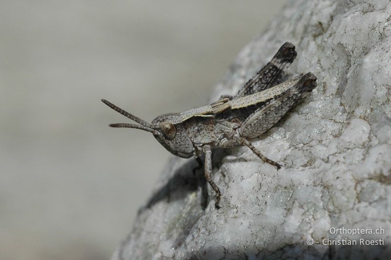 3. Larvenstadium von Chorthippus pullus ♂ - CH, VS, Salgesch, 02.06.2008