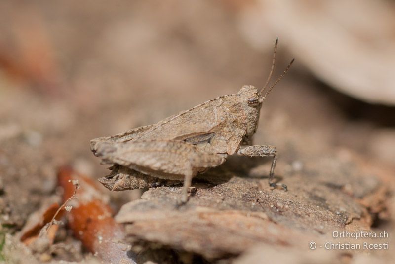 Tetrix tenuicornis ♂ - CH, BE, Wasen, 12.05.2009