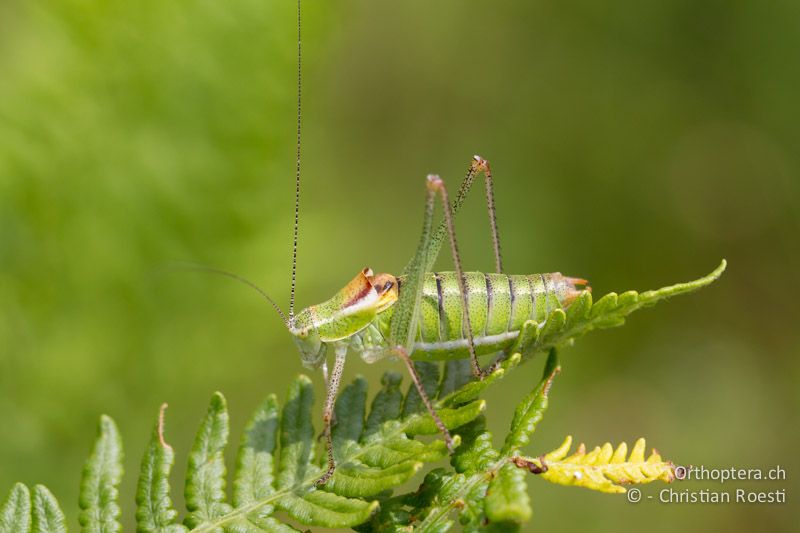 Poecilimon chopardi ♂ - GR, Westmakedonien, Mt. Vernon, 10.07.2013