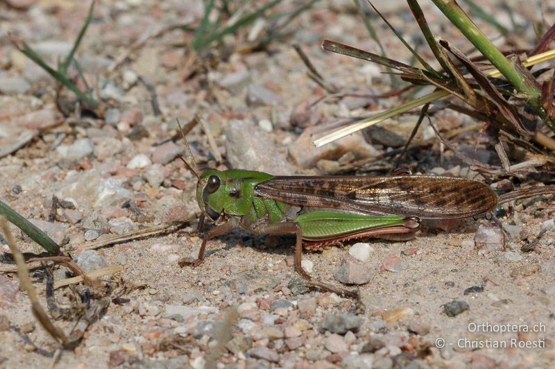 Locusta migratoria ♂ - CH, TI, Arzo, 22.09.2006