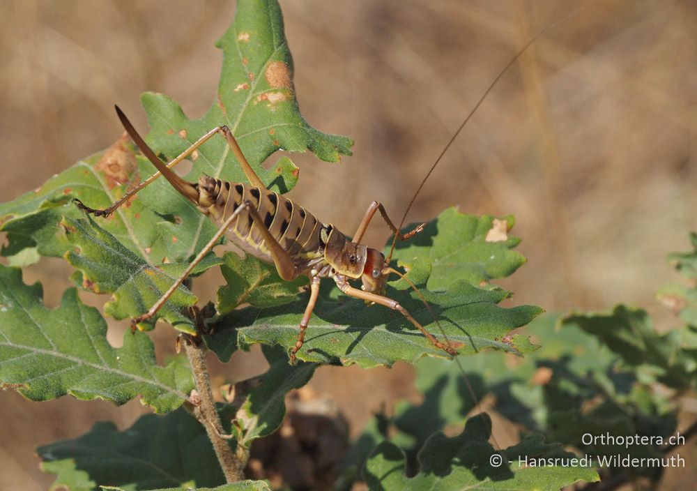 Ephippiger discoidalis ♀ - HR, Istrien, Bokordići, 19.07.2015