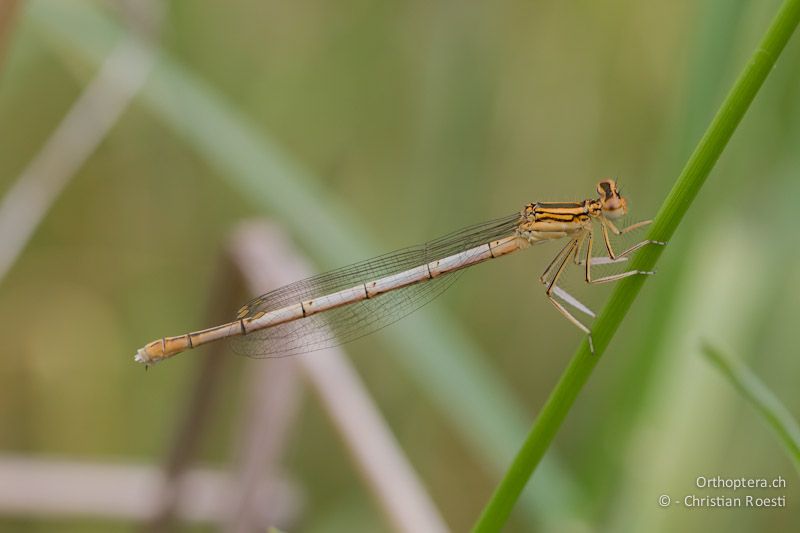 Weibchen der Blauen Federlibelle (Platycnemis pennipes, Blue Featherleg). Tvarditsa, 10.05.2012 (Vielen Dank für die Bestimmung Hansruedi Wildermuth)