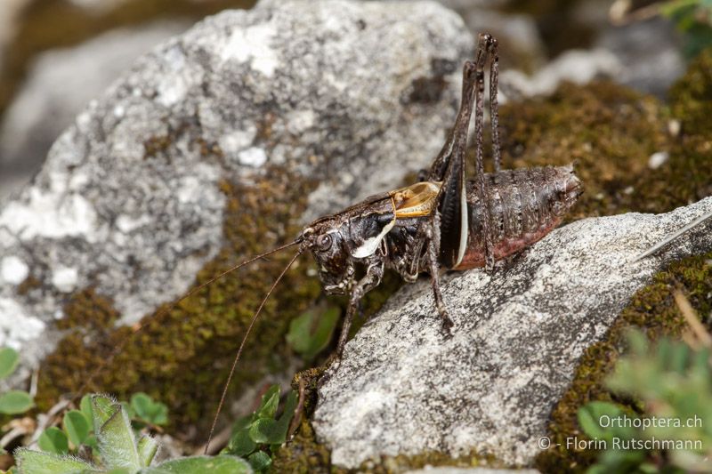 Antaxius difformis ♂ - CH, TI, Mt. Generoso, 15.09.2012