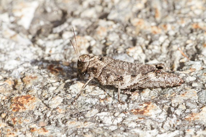 Psophus stridulus ♀ - CH, VS, Törbel, 22.09.2013