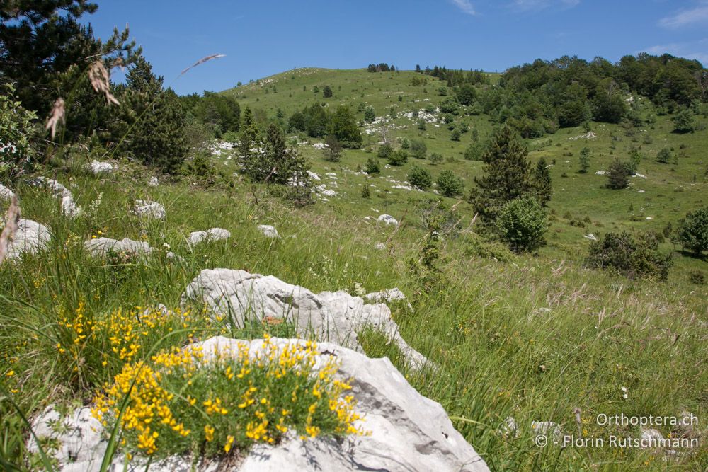 Landschaft im Učka-Gebirge - HR, Istrien, Učka-Gebirge, 11.06.2014