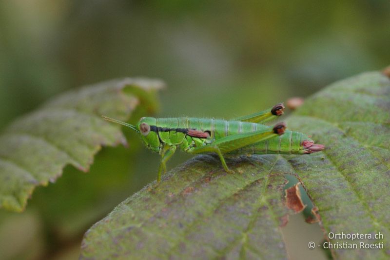 Odontopodisma schmidtii ♀ - IT, Venetien, Schio, Mt. Summano, 30.09.2006