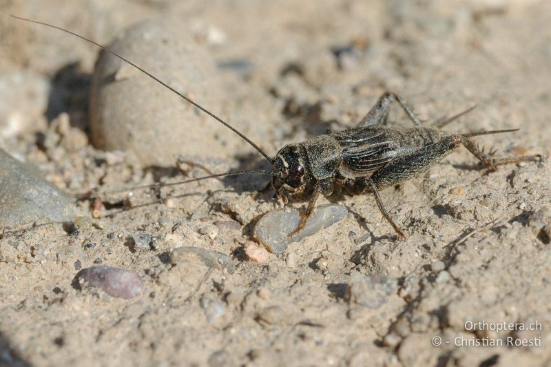 Modicogryllus frontalis ♂ - DE, Baden-Württemberg, Buggingen, 12.05.2007