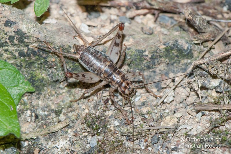 Gryllomorpha dalmatina ♂ - FR, Pyrénées-Orientales, Py, 03.10.2010