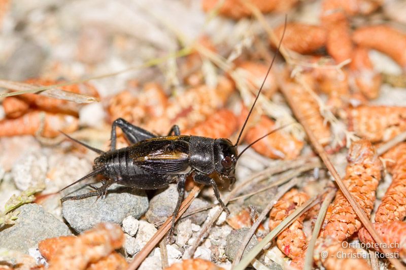 Melanogryllus desertus ♂ - GR, Thrakien, Dadia, 12.05.2013