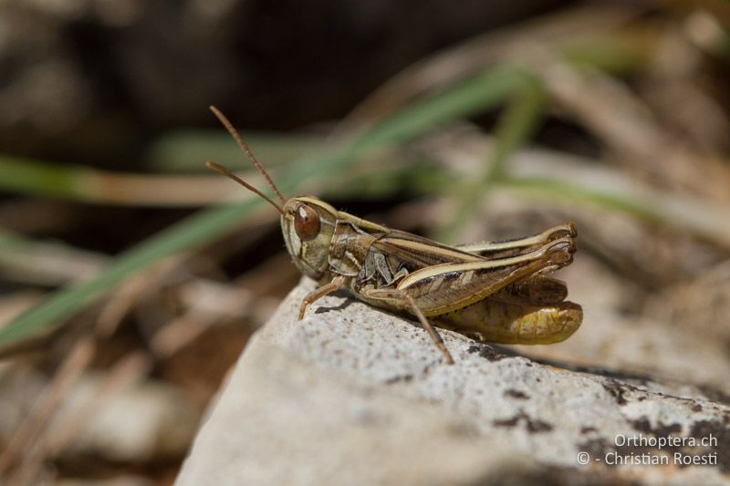 Omocestus petraeus ♂ - FR, Hérault, Cournonterral, 11.07.2014