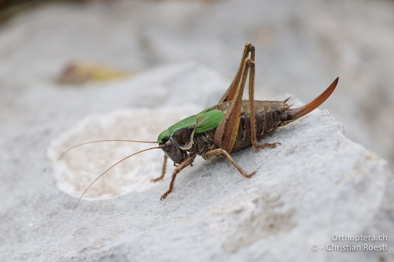 Metrioptera prenjica ♀ - SLO, Gorenjska, Mt. Vogel, 19.09.2016