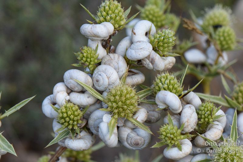 Feld-Mannstreu (Eryngium campestre) übersät mit Schnecken - FR, Rians, 06.07.2014