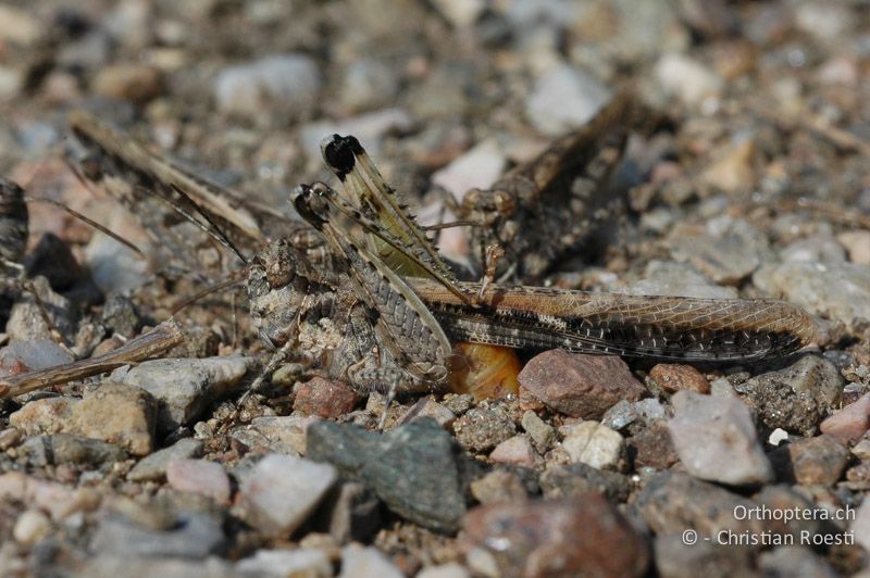 Acrotylus patruelis ♀ bei der Eiablage. Mehrere ♂ bedrängen das ♀, um sich anschliessend zu verpaaren - CH, TI, Arzo, 07.09.2006