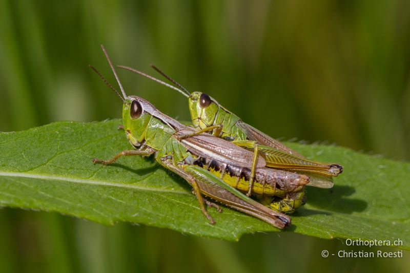 Paarung von Pseudochorthippus montanus. Das ♂ ist oben hinten - CH, VD, Cudrefin, 25.08.2011