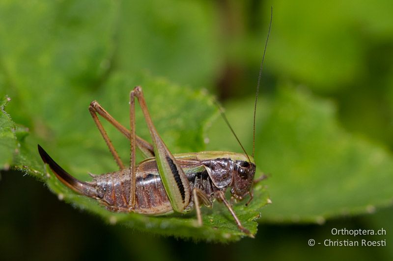 Metrioptera brachyptera ♀ - CH, BE, Stechelberg, 29.08.2013