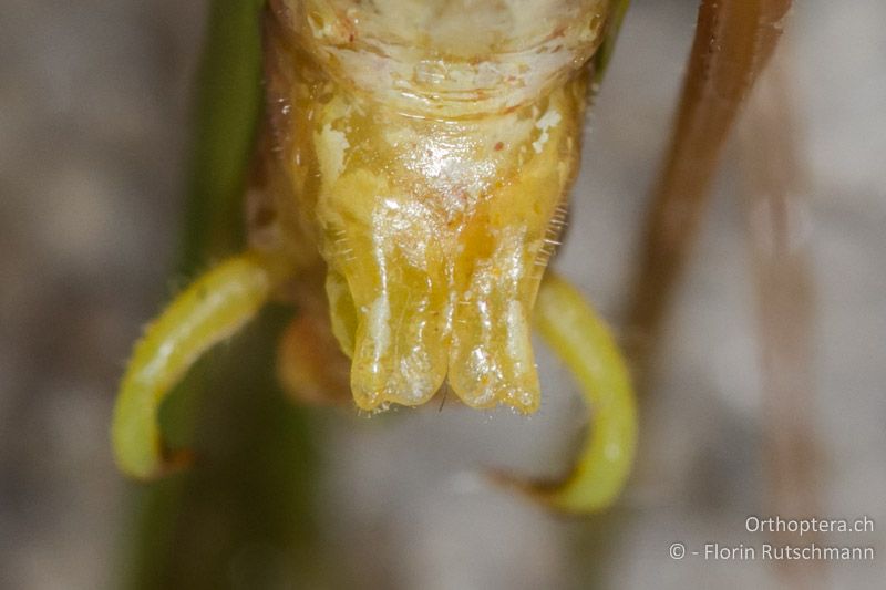 Die Subgenitalplatte des ♂ von Phaneroptera falcata ist gegen das Ende erweitert - GR, Zentralmakedonien, Mt. Vrondous, 29.07.2012