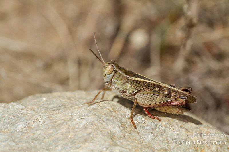 Calliptamus italicus ♂ - CH, VS, Gampel, 10.08.2013