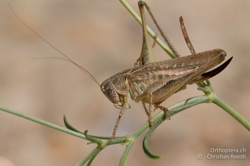 Platycleis affinis ♀ - FR, Gard, Saint-Gilles, 07.10.2014