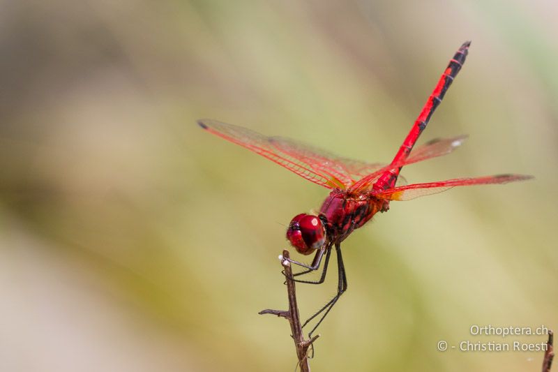 Trithemis arteriosa, Red-veined Dropwing ♂ - SA, Limpopo, Polokwane, Tudumo, 08.01.2015