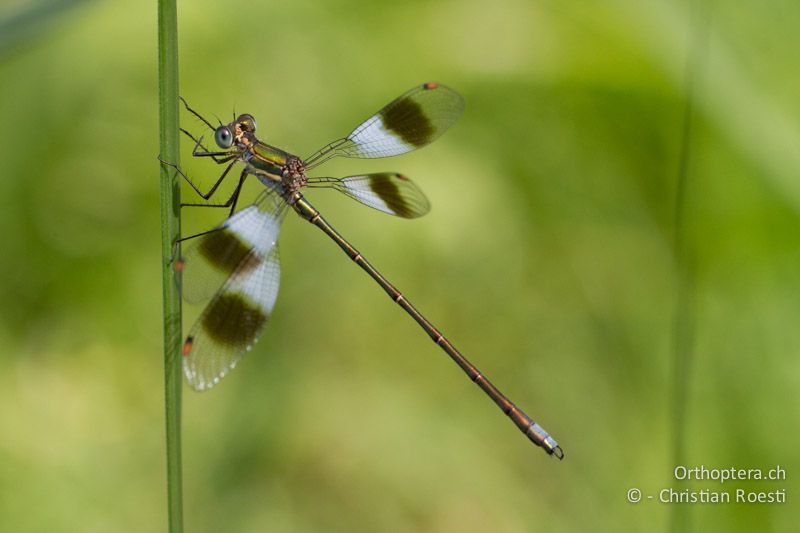 Chlorolestes fasciatus, Mountain Malachite ♂ - SA, Mpumalanga, Dullstroom, Field & Stream Lodge, 13.01.2015