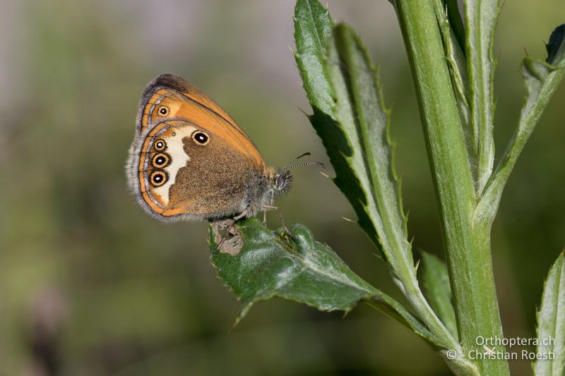 Weissbindiges Wiesenvögelchen (Coenonympha arcania) - SLO, Sežana, Laže, 18.06.2016