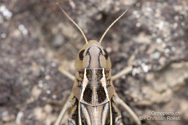 Halsschild von oben von Arcyptera fusca ♀, die Seitenkiele sind auf der Aussenseite gerade und leicht divergierend - CH, VS, Törbel, 19.09.2024