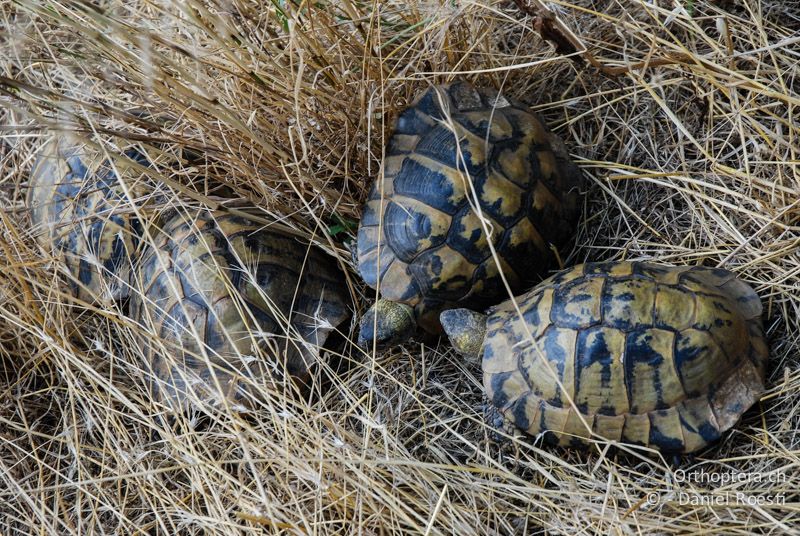 Drei ♂ der Griechischen Landschildkröte verfolgen ein ♀ - GR, Thessalien, Kastraki, 12.07.2013