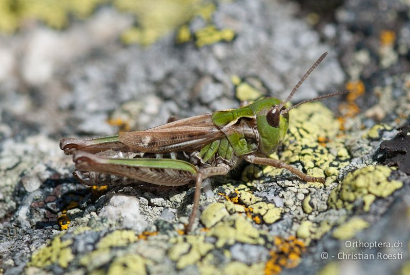 Aeropedellus variegatus ♀ - CH, GR, Muottas Muragl, 02.08.2008