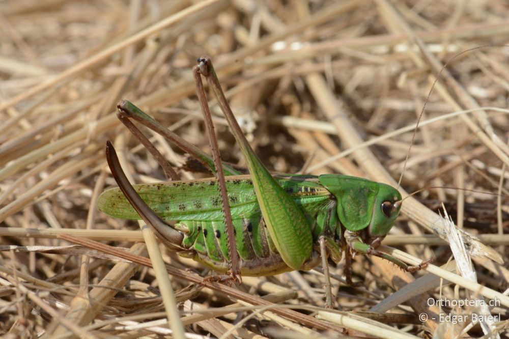 Decticus verrucivorus ♀ - AT, Niederösterreich, Eichkogl bei Mödling, 07.07.2018